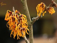 Hamamelis Ajan 2015 02 07 3236